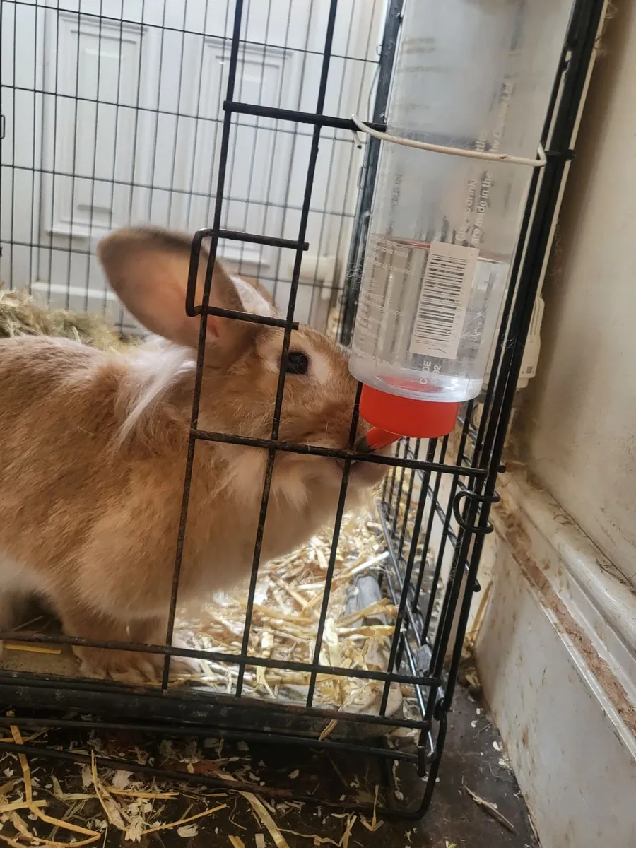 Rabbits - Image 3