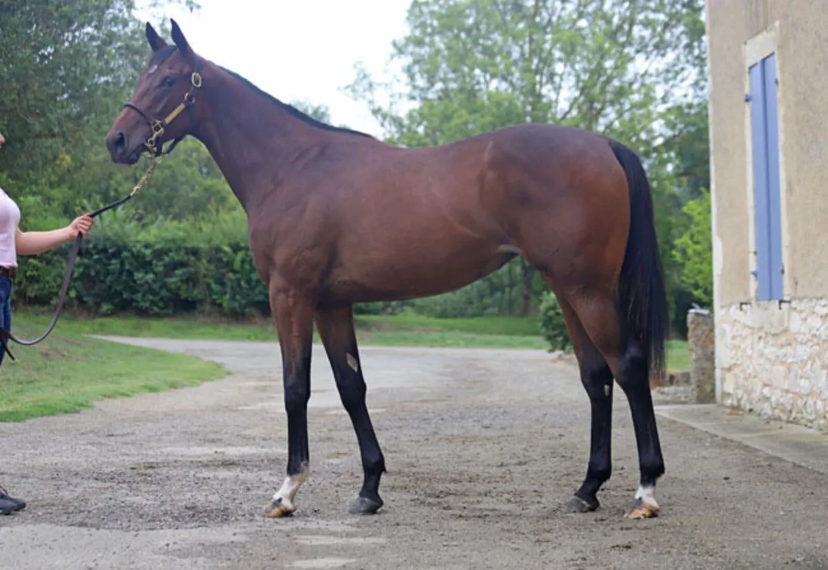 Thoroughbred broodmare  prospect - Image 2