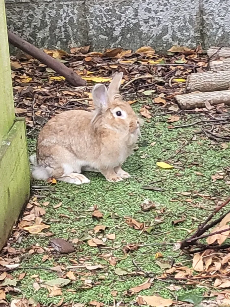 Rabbits - Image 4
