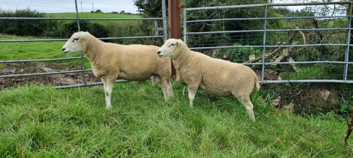 Pedigree Lleyn hogget rams - Image 1