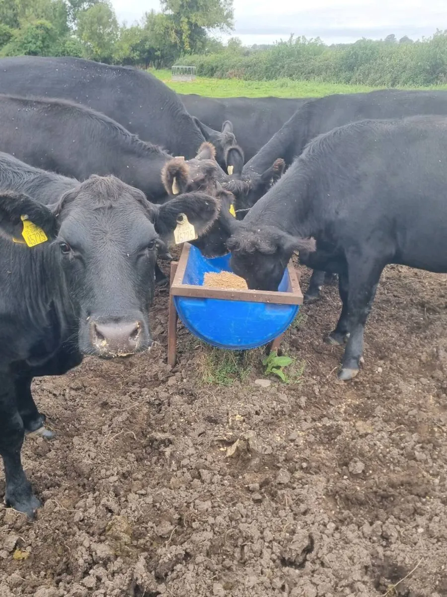 7 incalf Angus heifers - Image 1