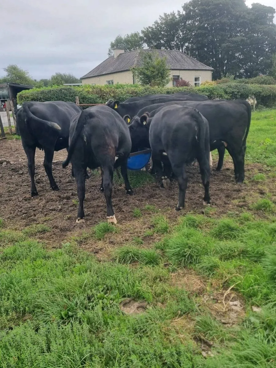7 incalf Angus heifers - Image 3