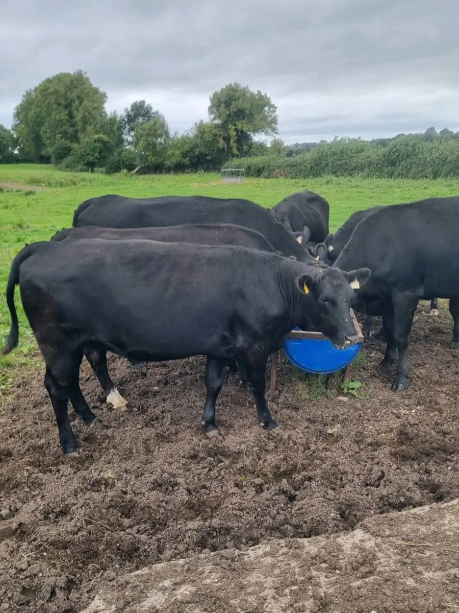 7 incalf Angus heifers - Image 2