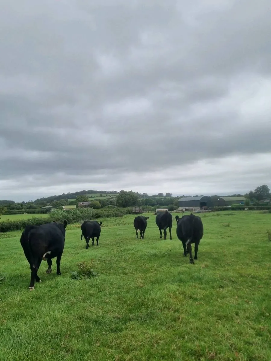 7 incalf Angus heifers - Image 4