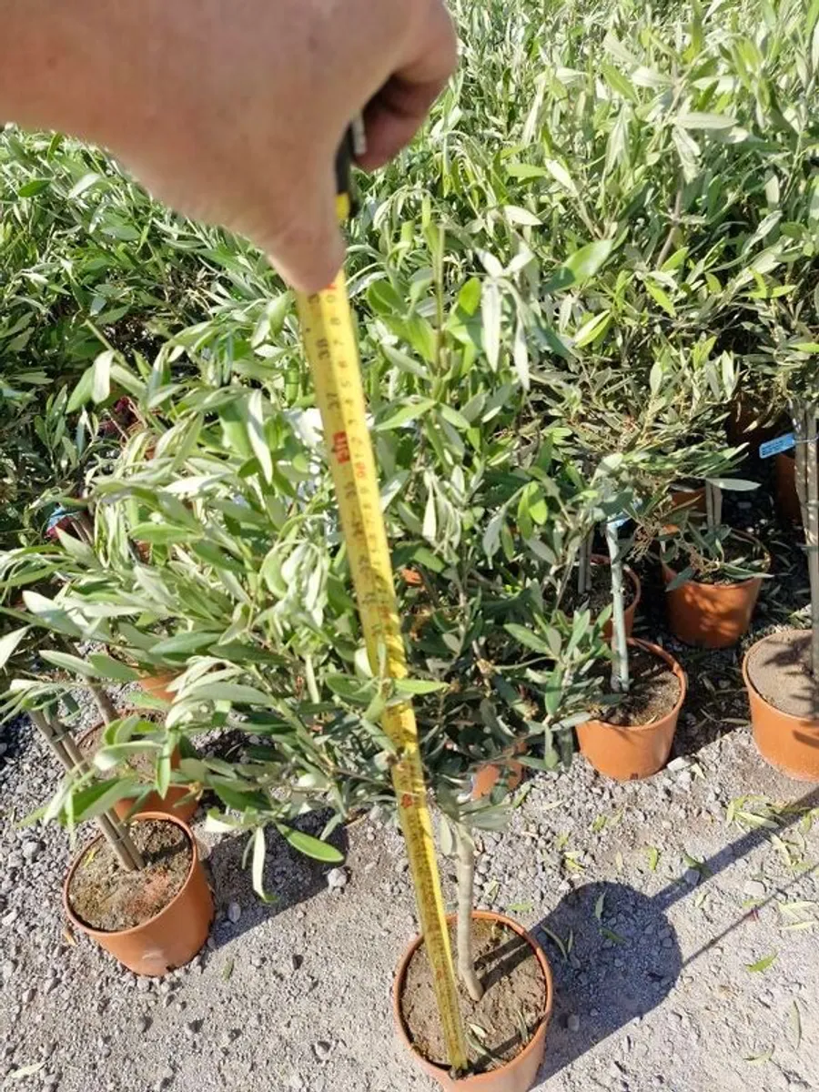 flamingo tree's Salix  willow - Image 1