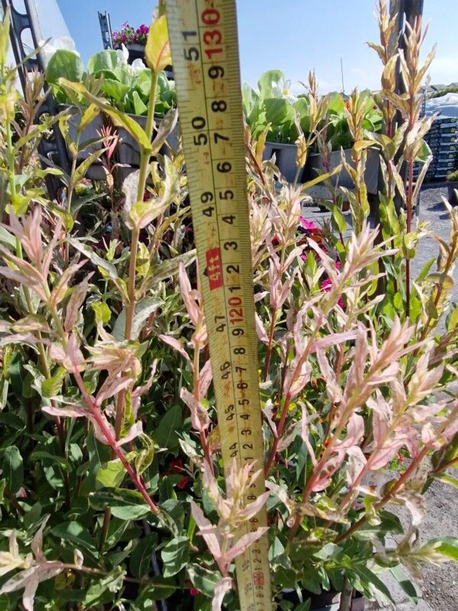 flamingo tree's Salix  willow - Image 2