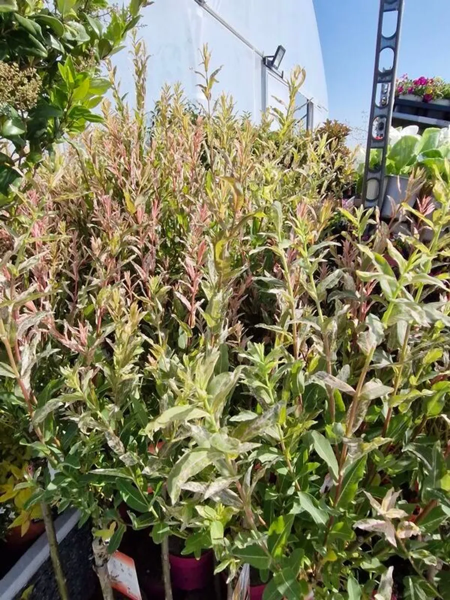 flamingo tree's Salix  willow - Image 3