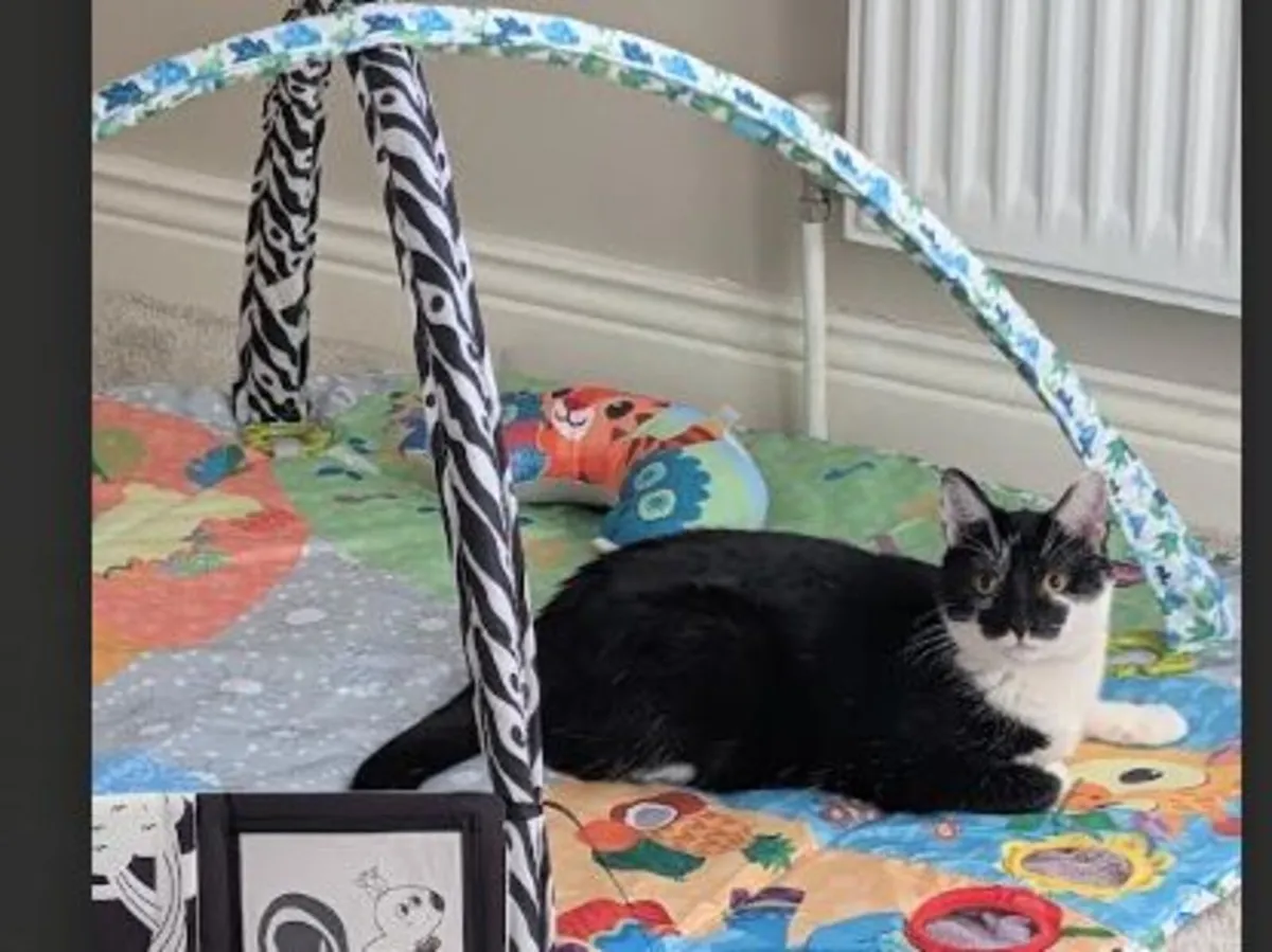 Cats -Charlie & Molly looking for a new home - Image 2