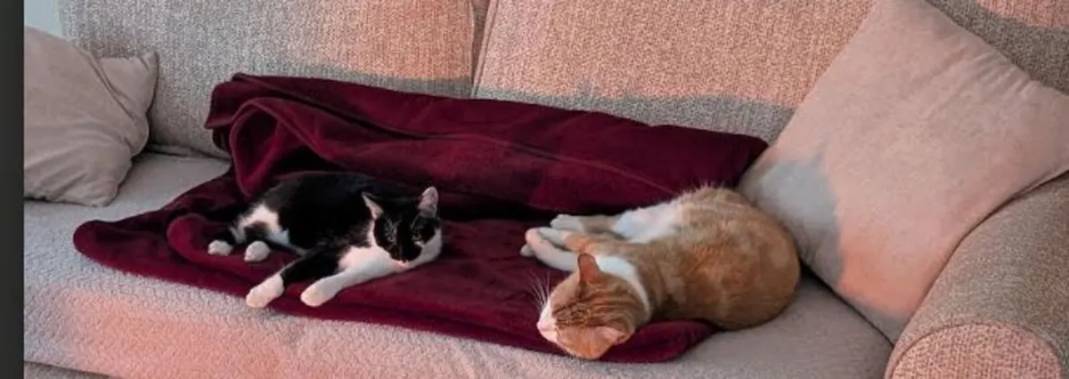 Cats -Charlie & Molly looking for a new home - Image 3