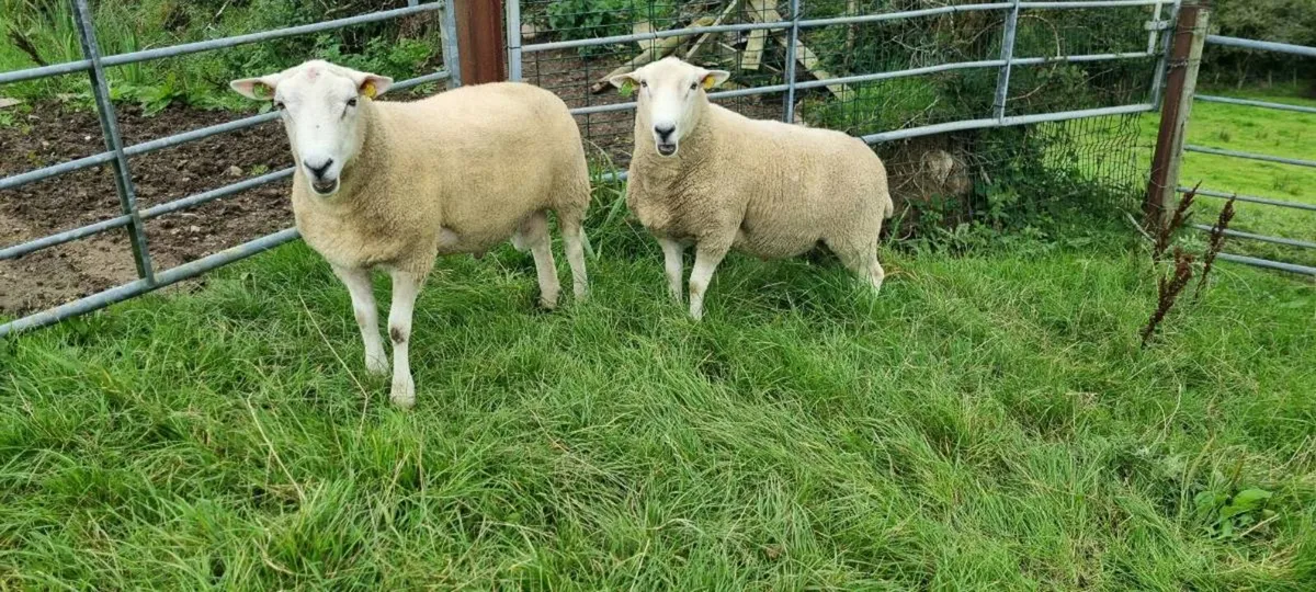 Pedigree Lleyn hogget rams - Image 2