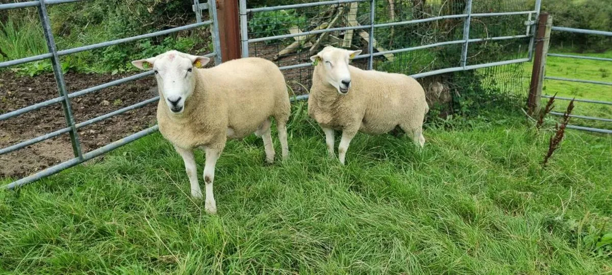 Pedigree Lleyn hogget rams - Image 3