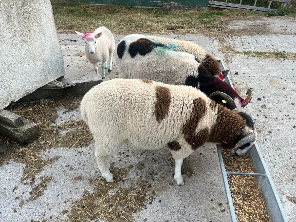 PB Jacob Ram Lamb - Image 2