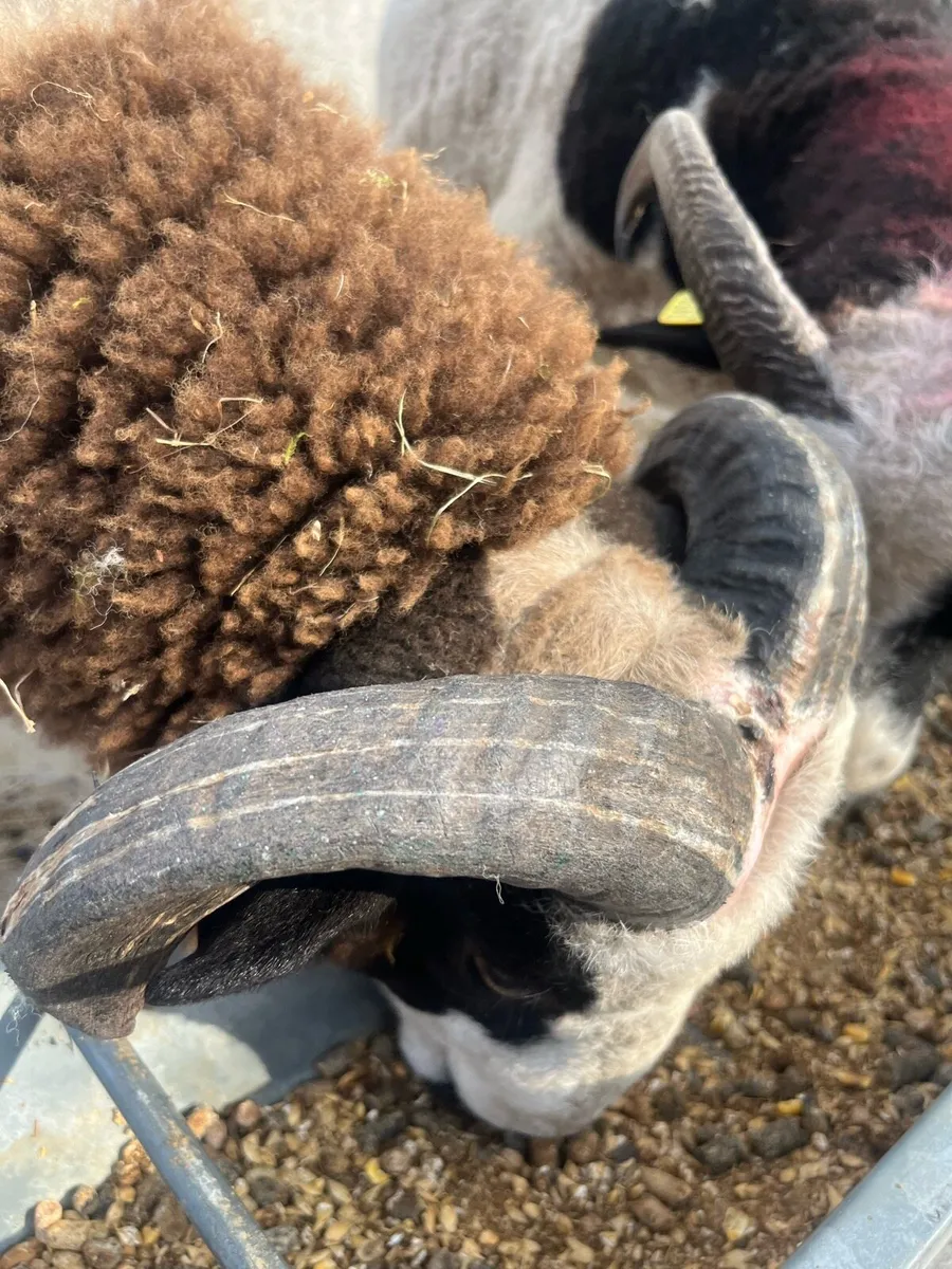 PB Jacob Ram Lamb - Image 3