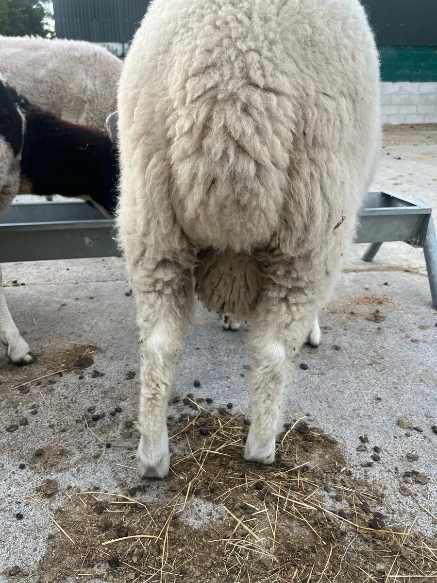 PB Jacob Ram Lamb - Image 4