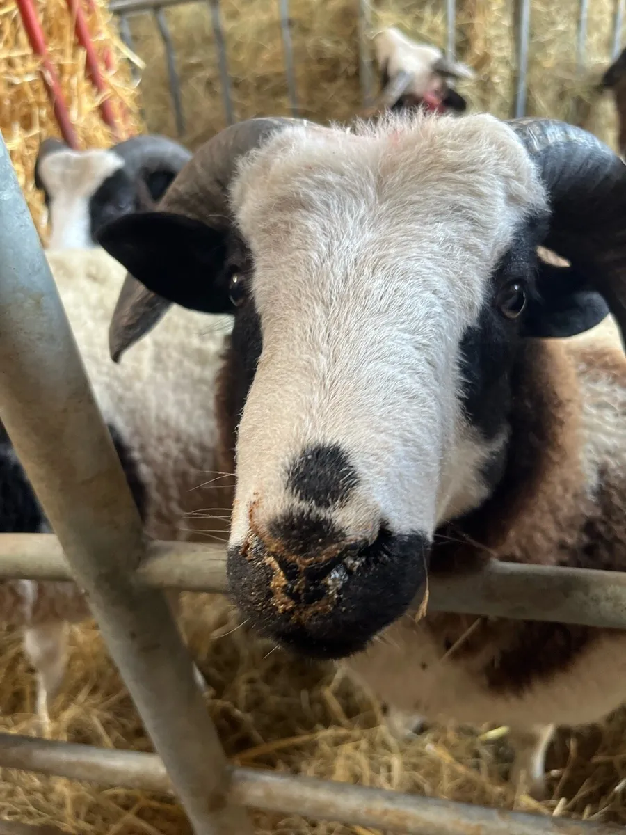 PB Jacob Ram Lamb - Image 1