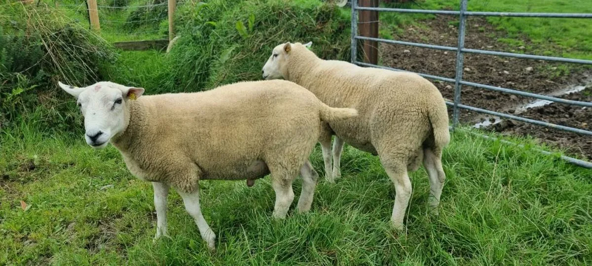Pedigree Lleyn hogget rams - Image 4