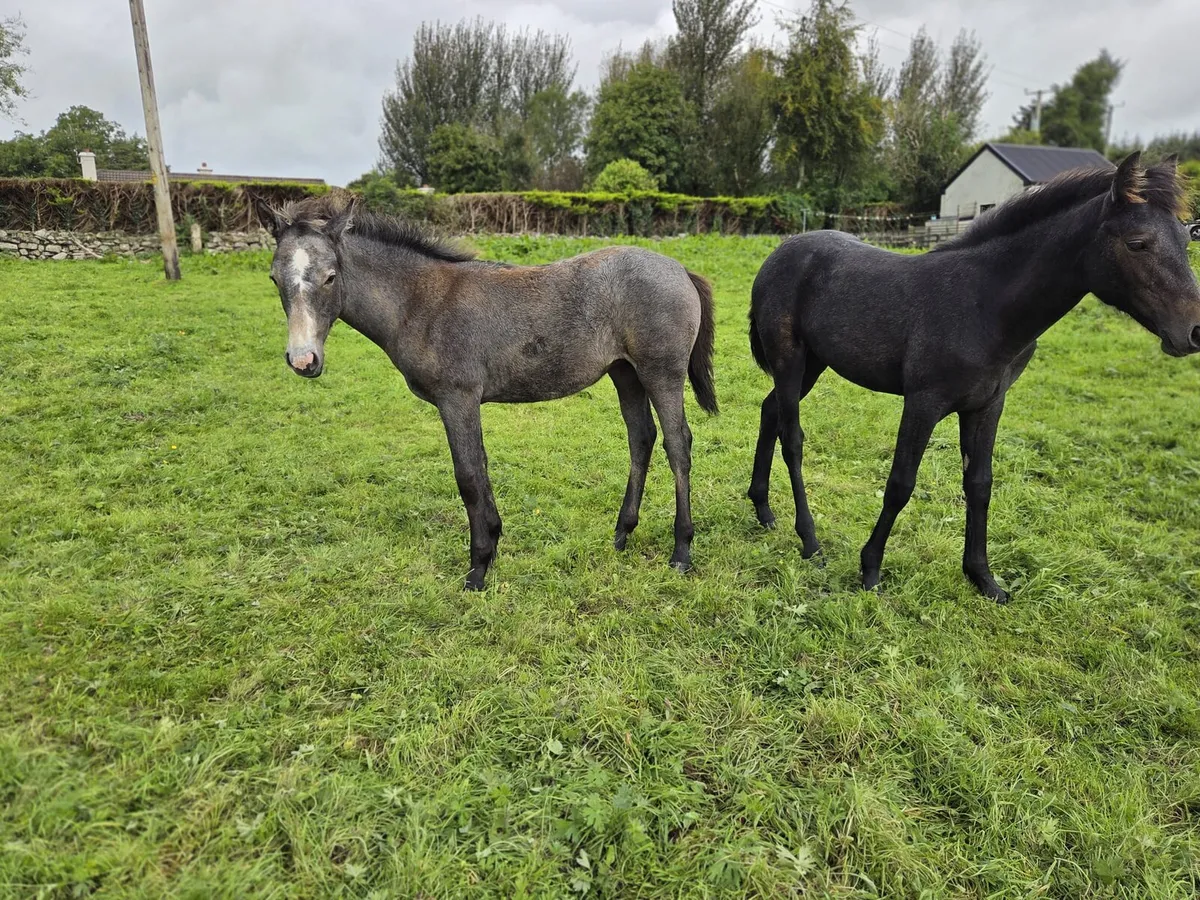Filly Foals - Image 1