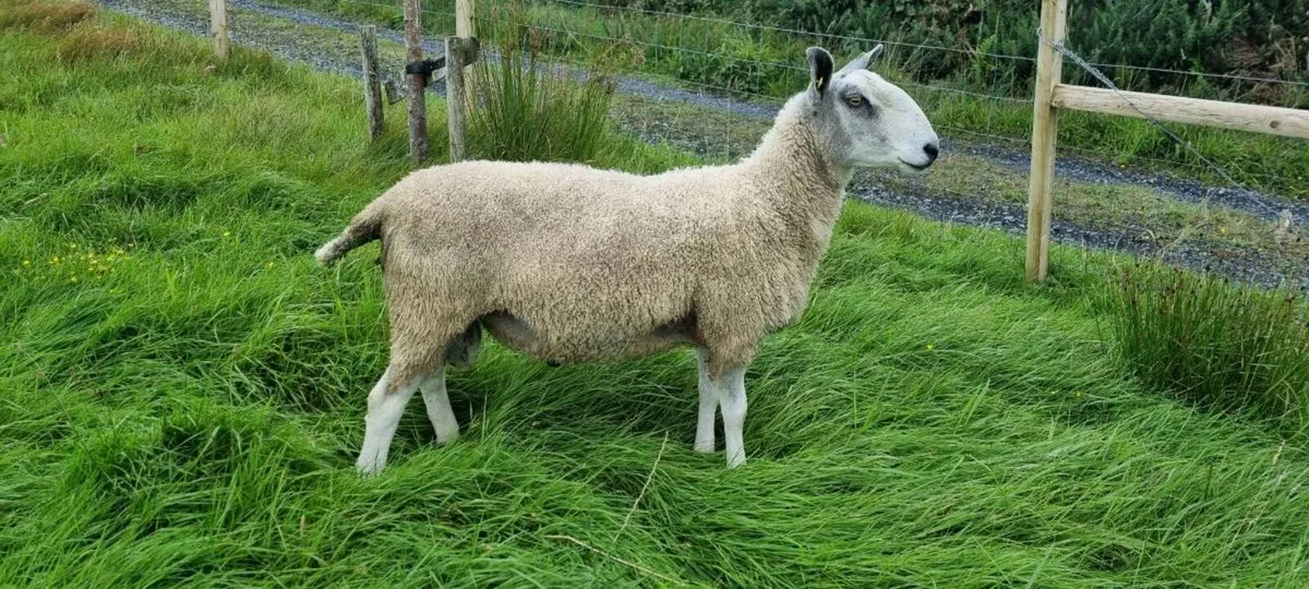 Traditional bluefaced leicester ram - Image 1