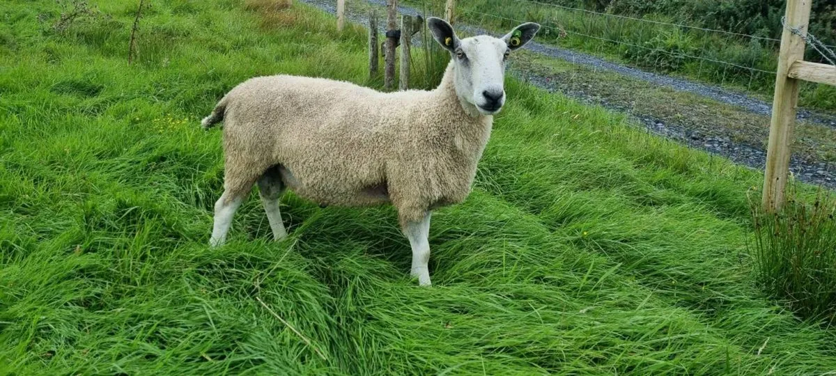 Traditional bluefaced leicester ram - Image 2