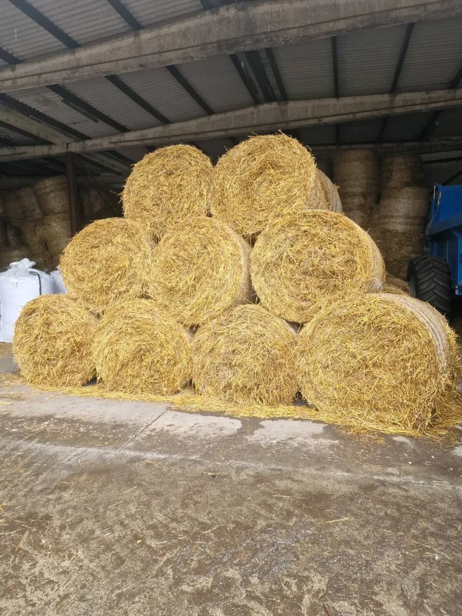 Organic oats - Image 2