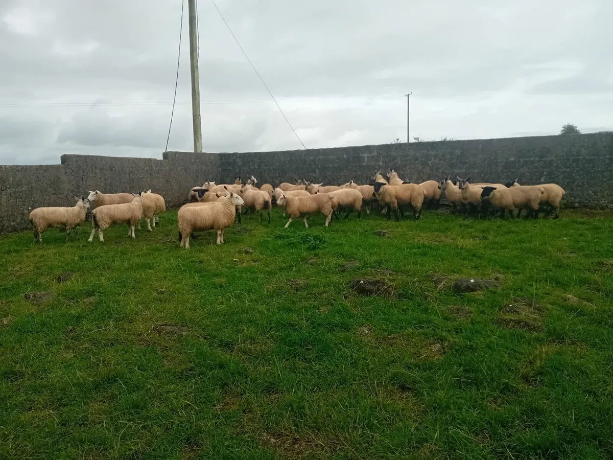 Suffolk/ Cheviot cross lambs - Image 2