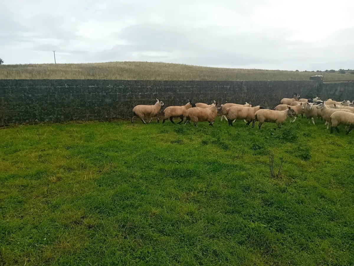 Suffolk/ Cheviot cross lambs - Image 3