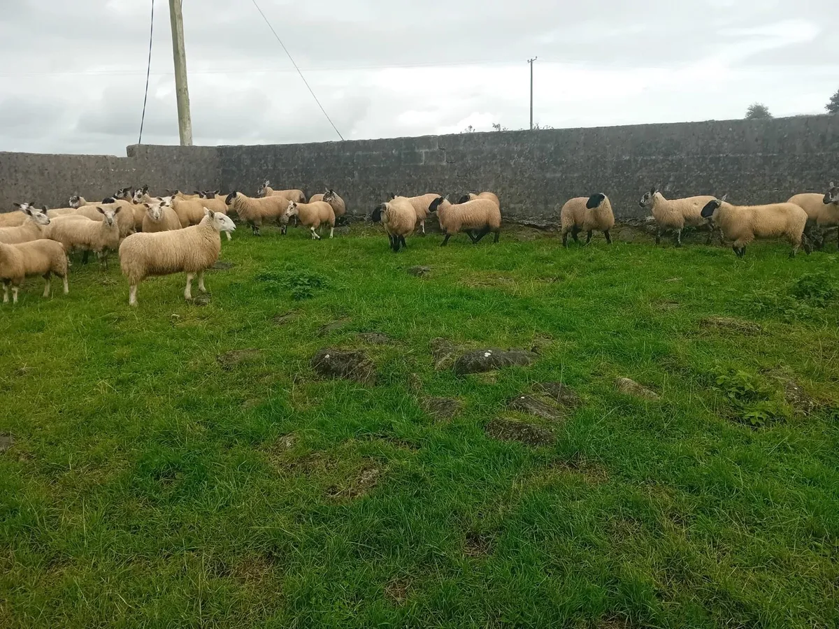 Suffolk/ Cheviot cross lambs - Image 4