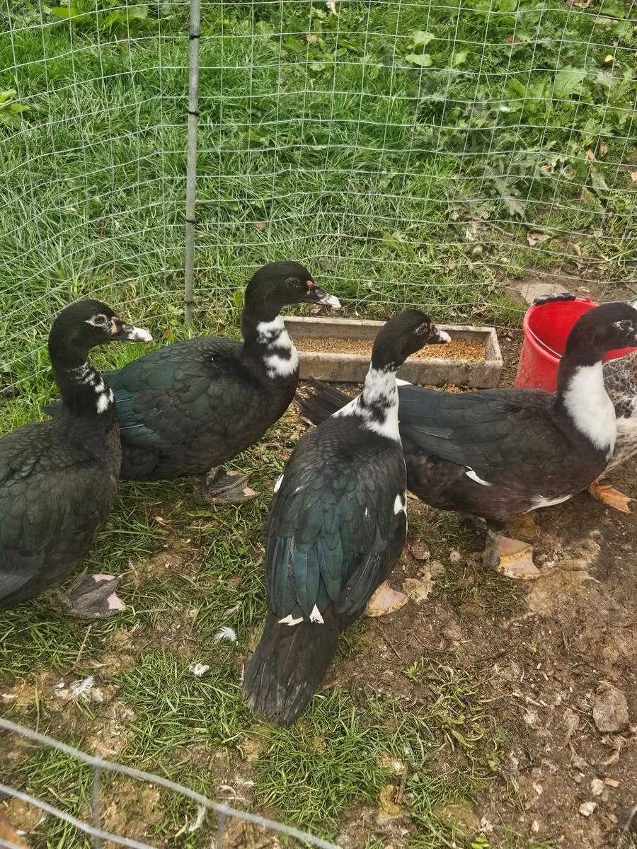 Selectionof muscovy drakes and a harlequin drake - Image 1