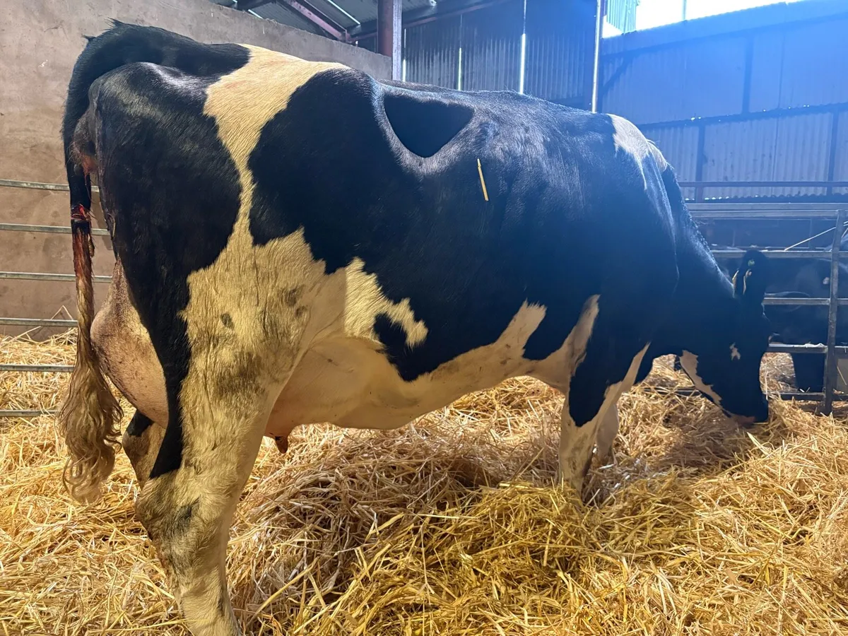 Friesian Heifers For Sale - Image 2