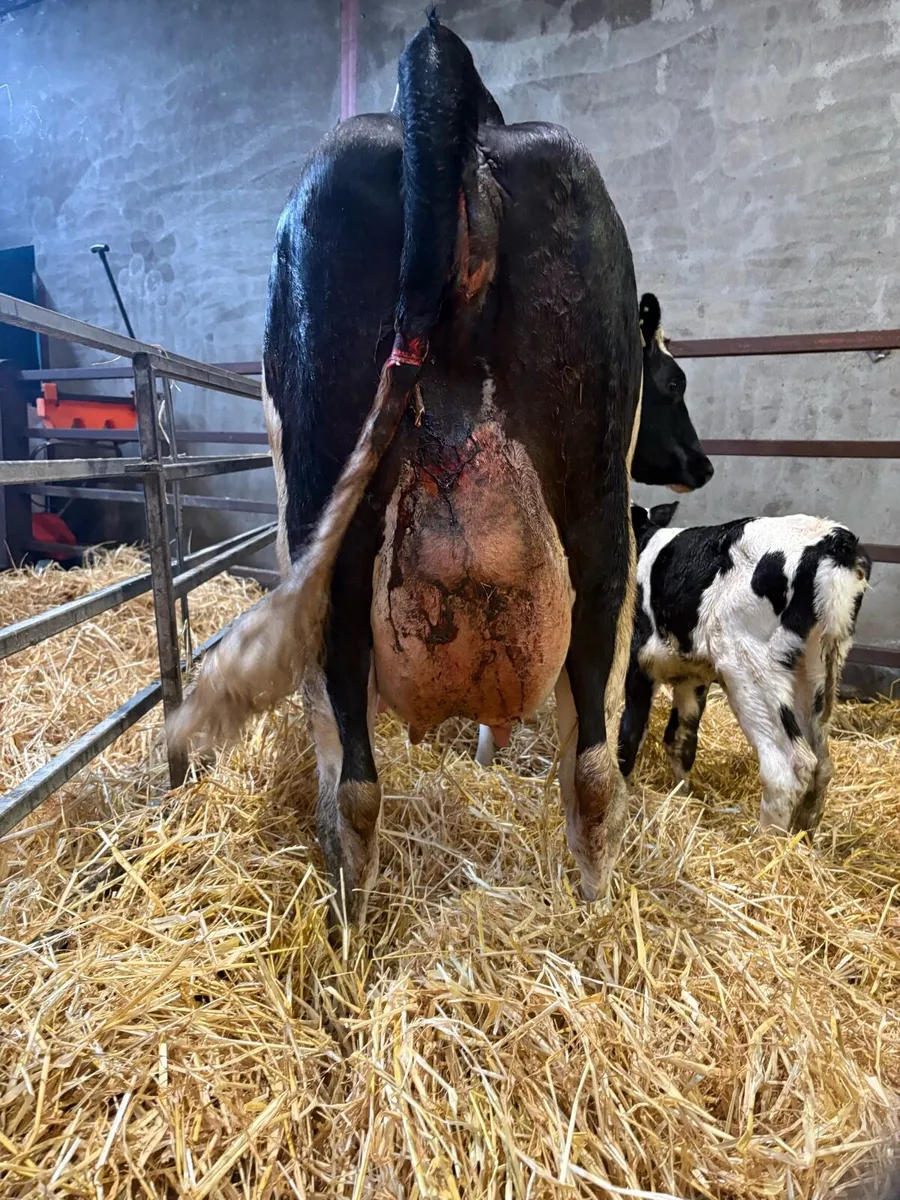 Friesian Heifers For Sale - Image 3