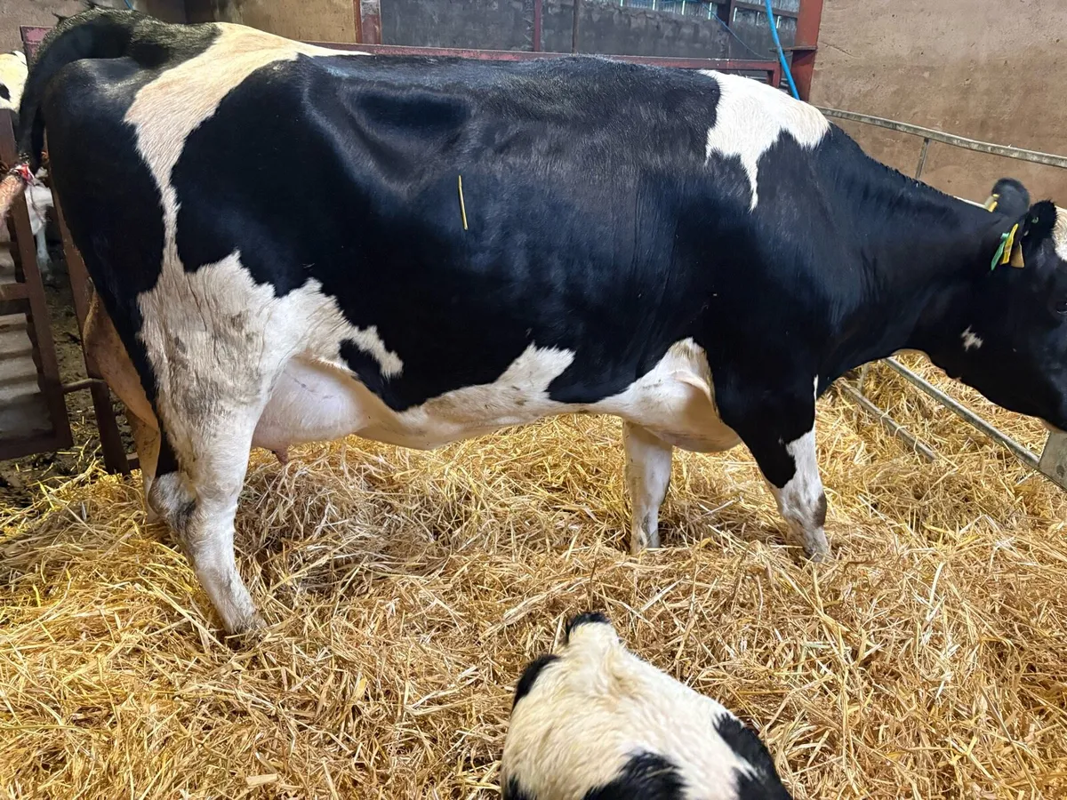Friesian Heifers For Sale - Image 4