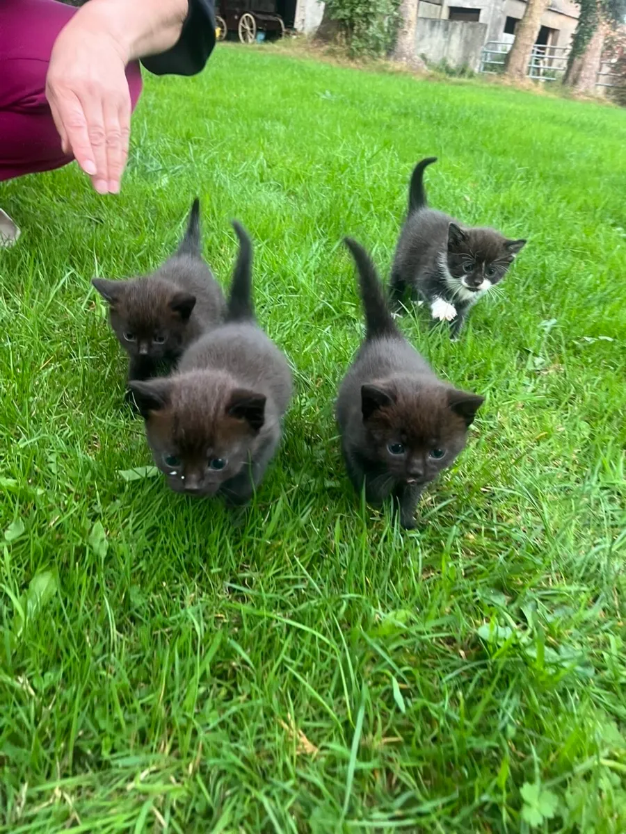 Kittens for sale - Image 3