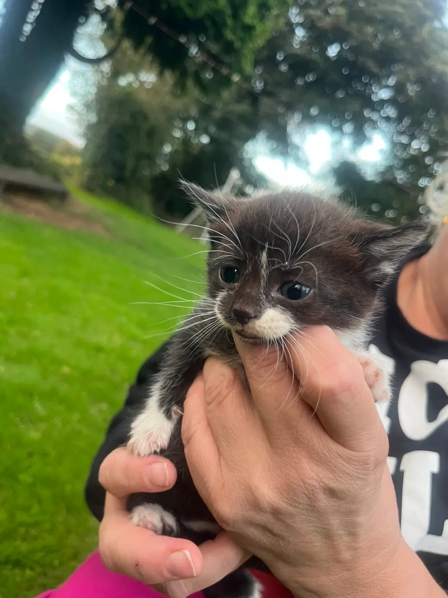 Kittens for sale - Image 4