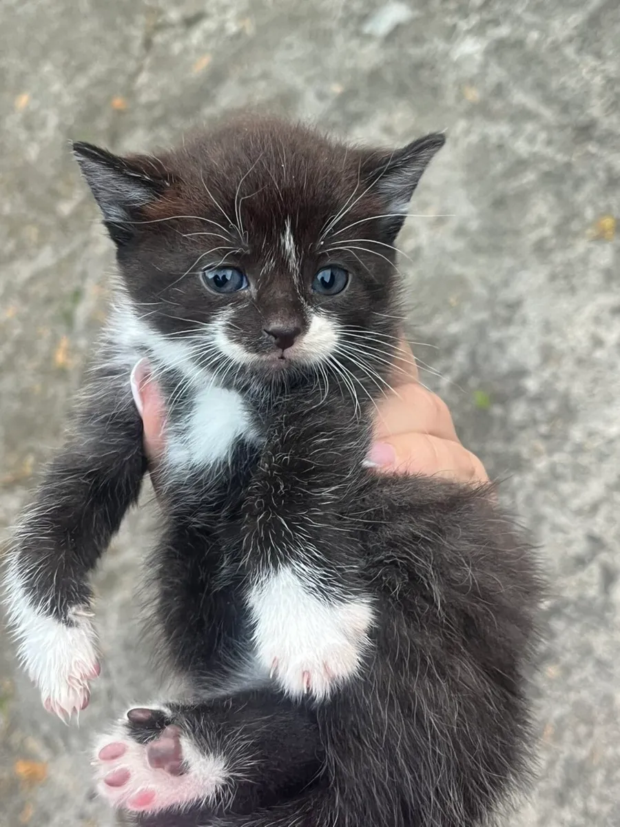 Kittens for sale - Image 1