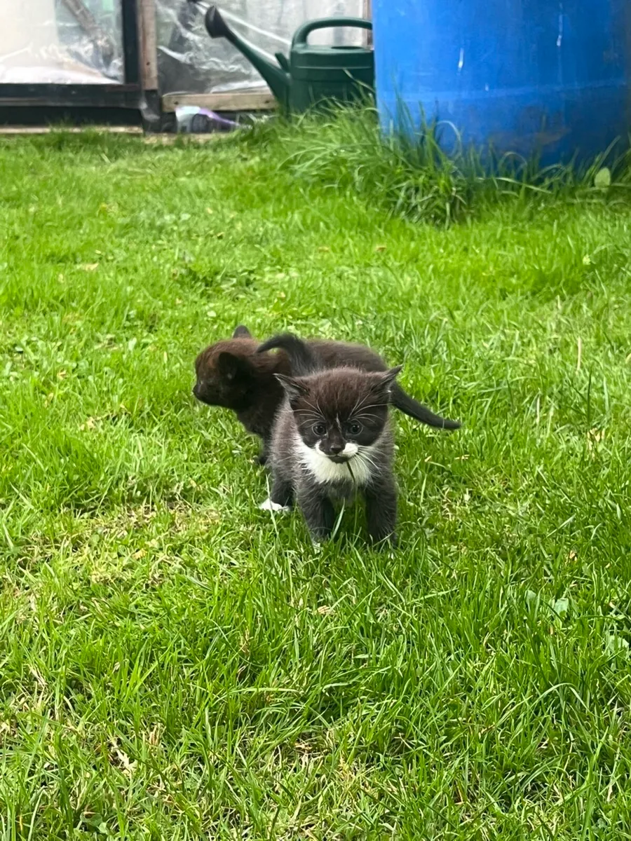 Kittens for sale - Image 2