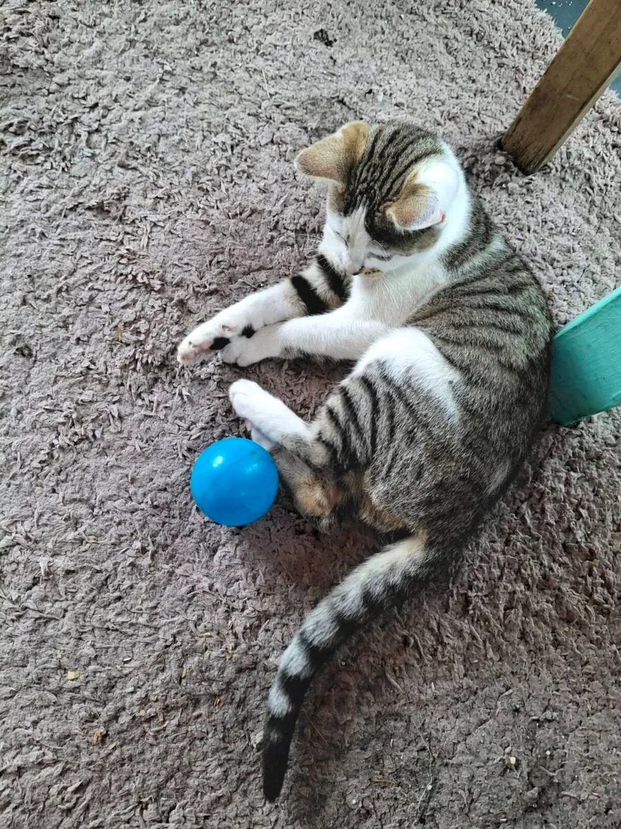 Bengal kittens - Image 4