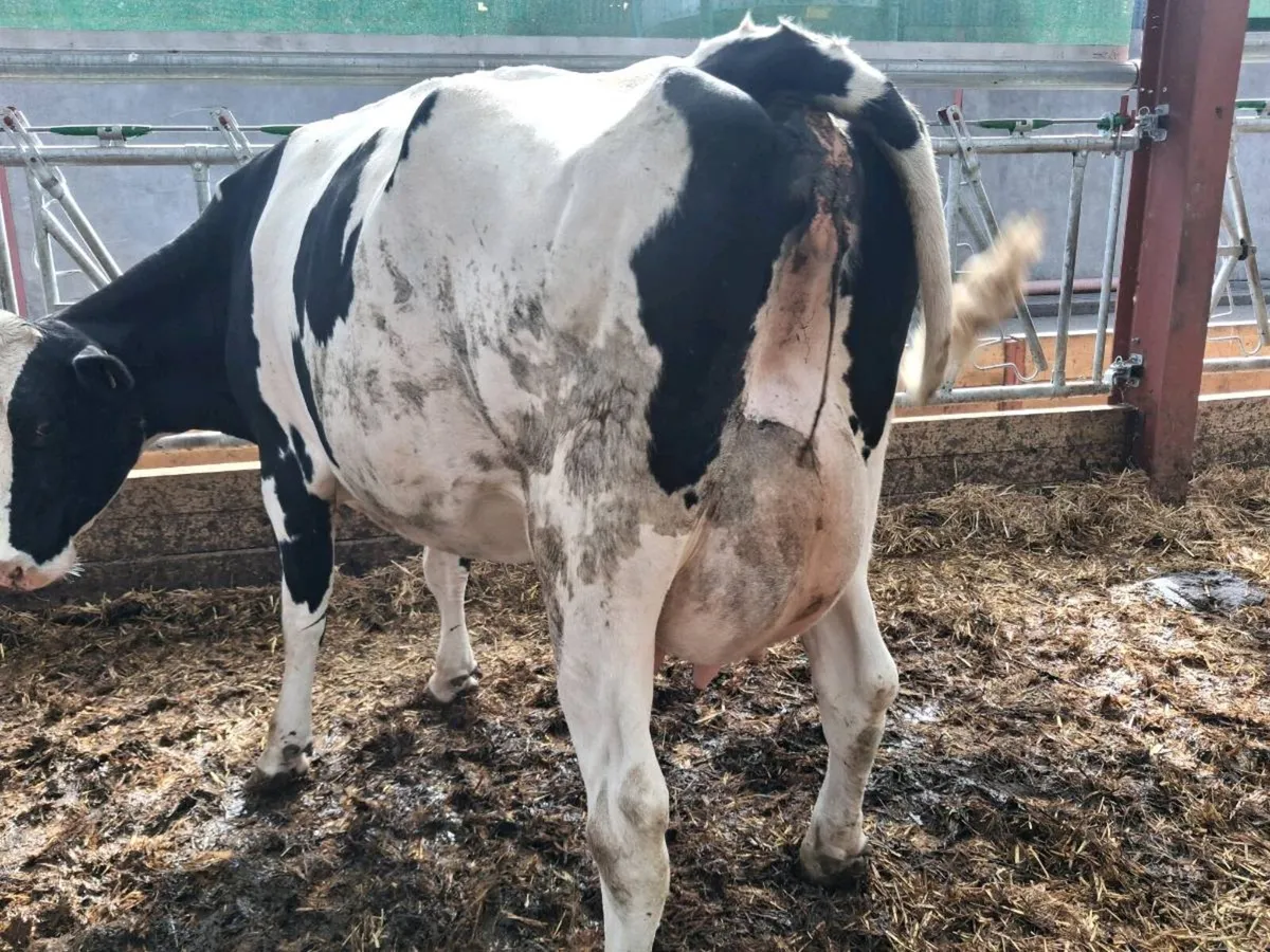 Dairy cows for sale - Image 4