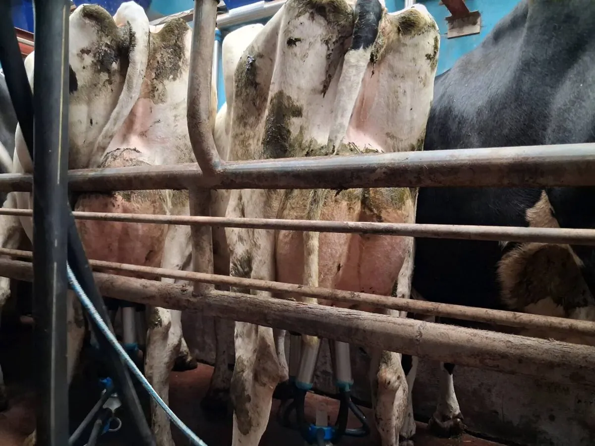 Dairy cows for sale - Image 2