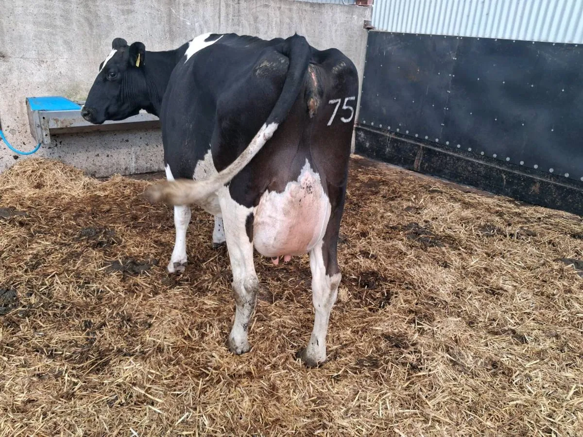Dairy cows for sale - Image 3