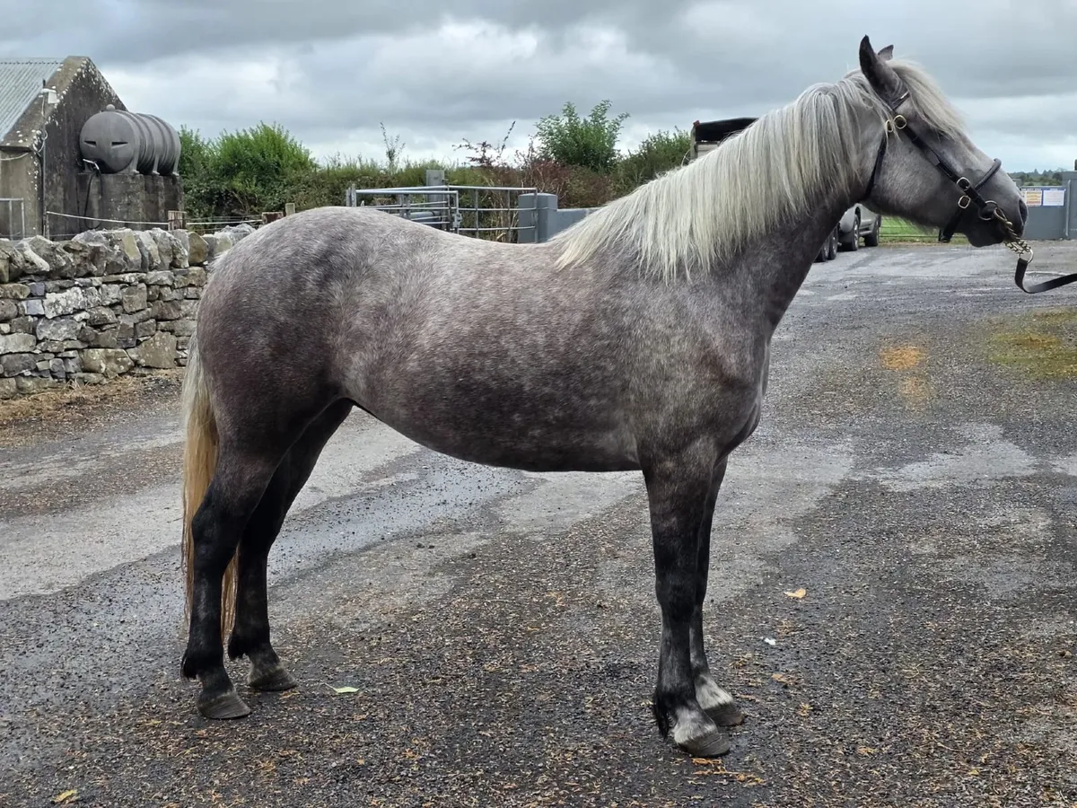 ✨️Class 1✨️ 3yr old connemara filly - Image 2