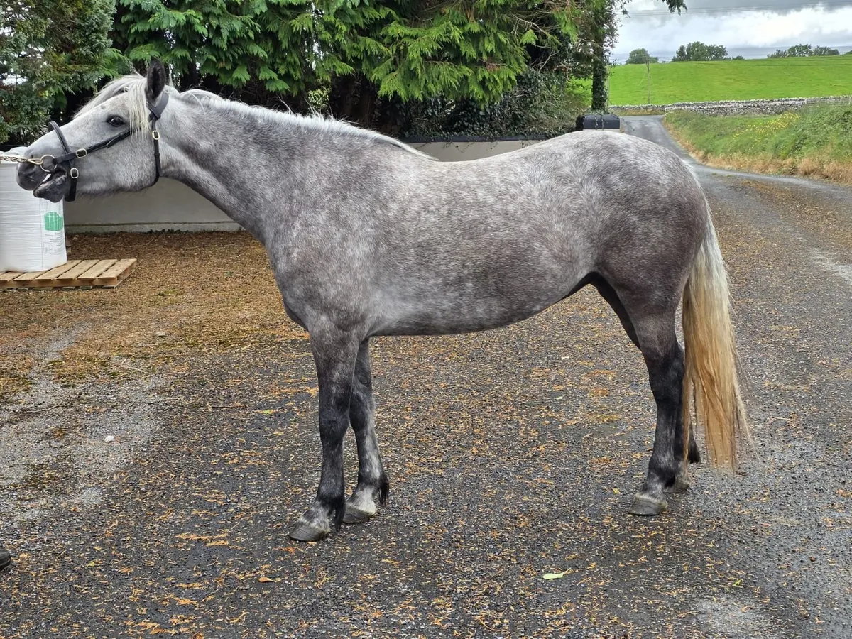 ✨️Class 1✨️ 3yr old connemara filly - Image 3