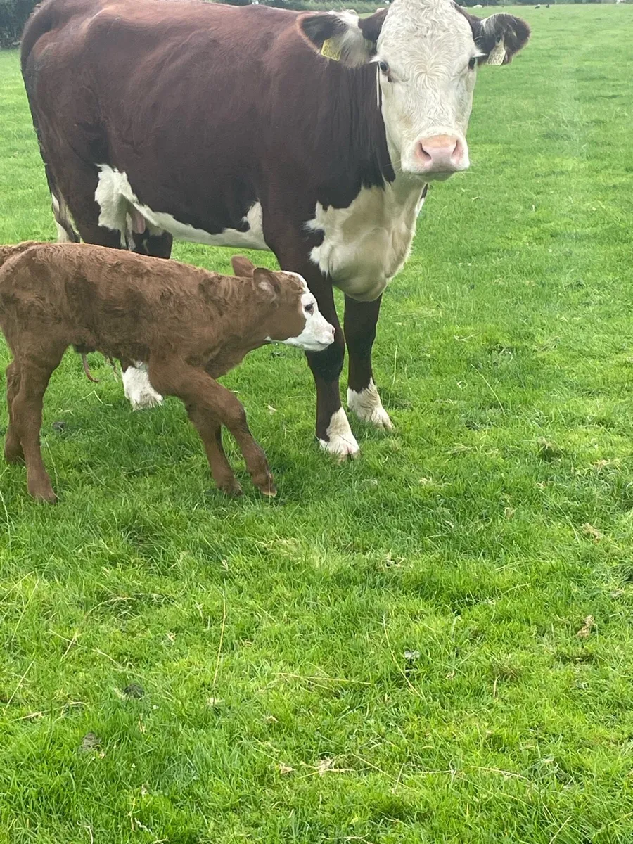 Heifer and calf