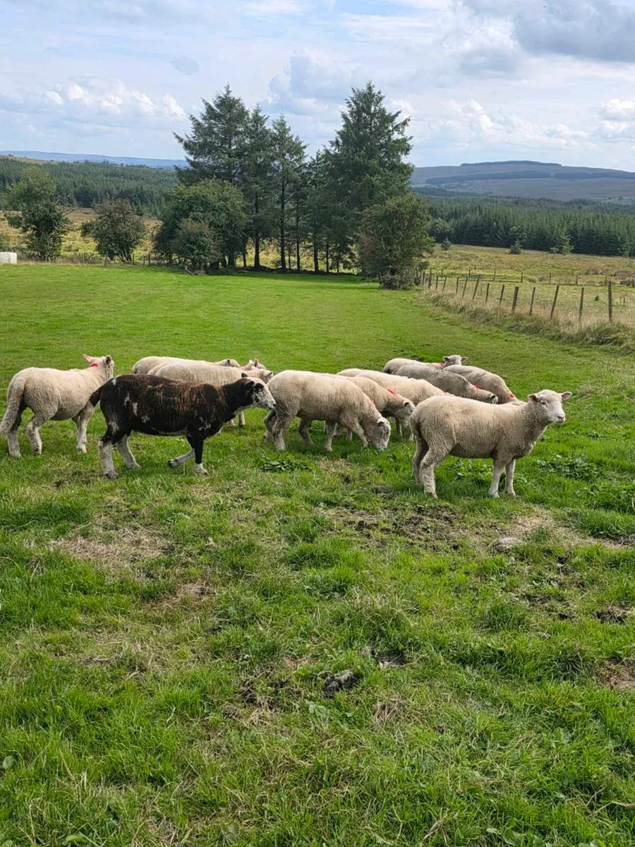 Dorset Hoggetts - Image 2