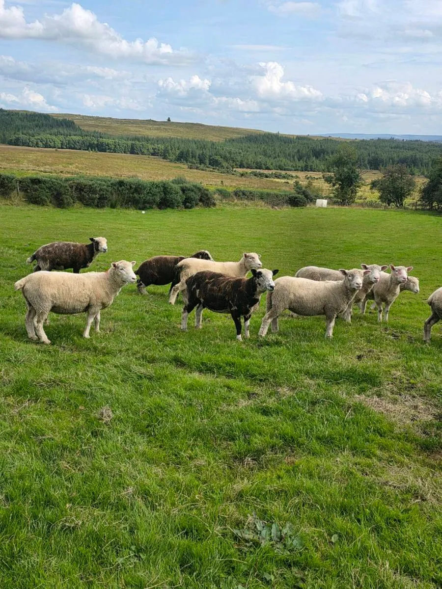 Dorset Hoggetts - Image 3
