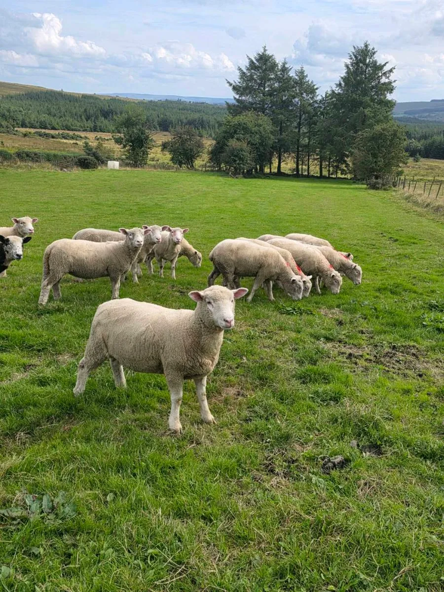 Dorset Hoggetts - Image 1
