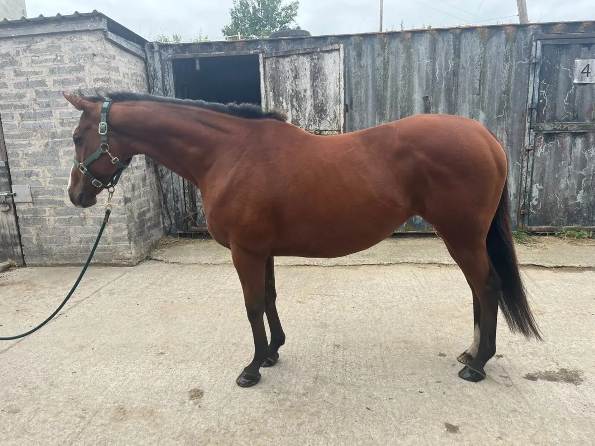 Horse - Image 2