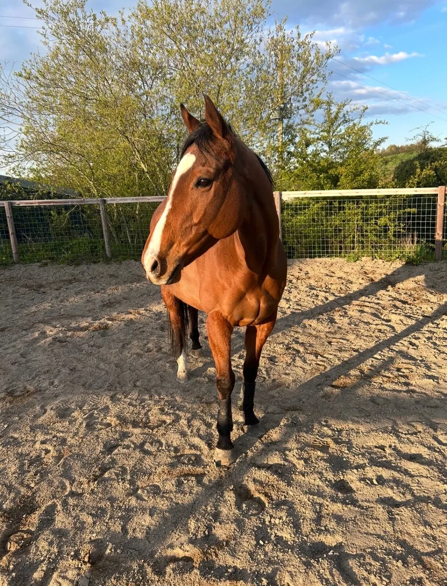 Horse - Image 4