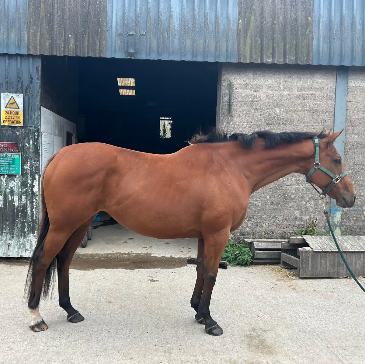 Horse - Image 1