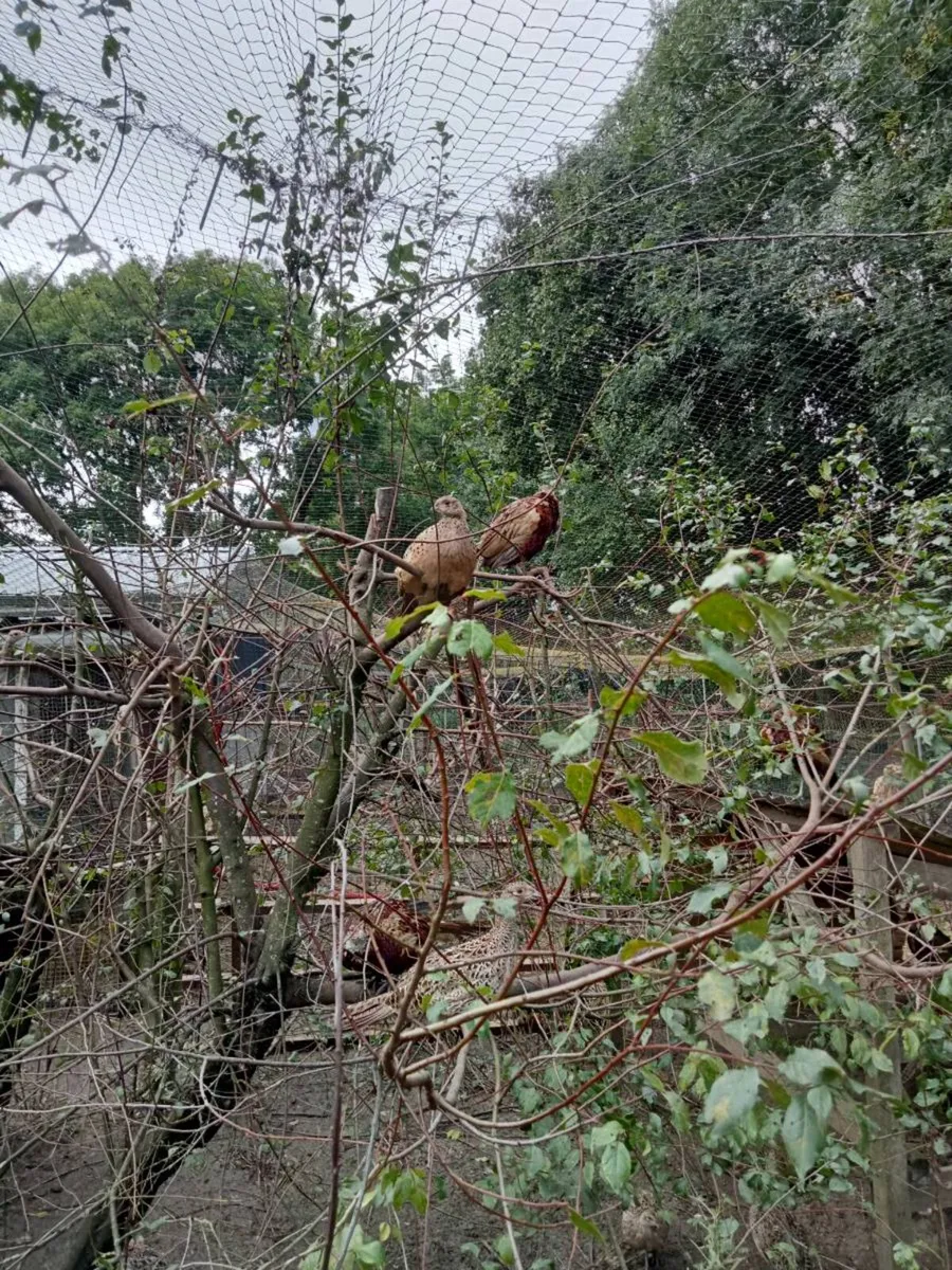 Pheasants - Image 3