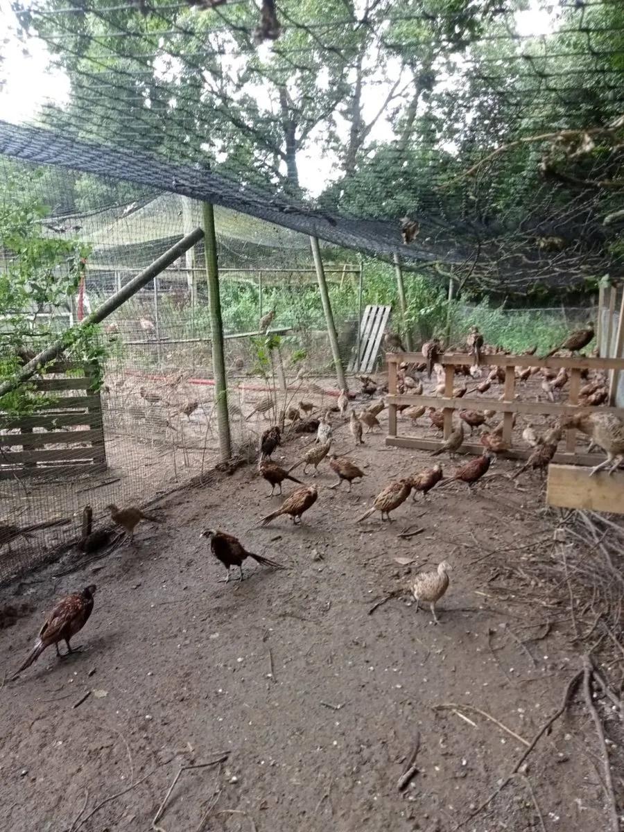 Pheasants - Image 4